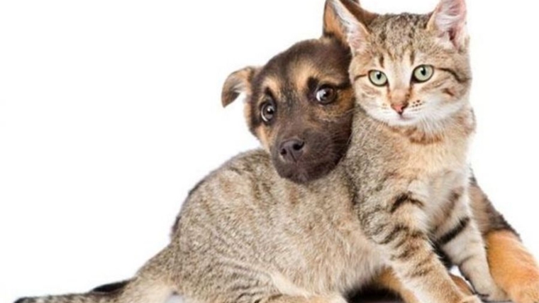 Чем болеют кошки и собаки осенью