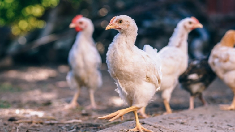 В Чувашии принимаются меры по ликвидации очагов птичьего гриппа