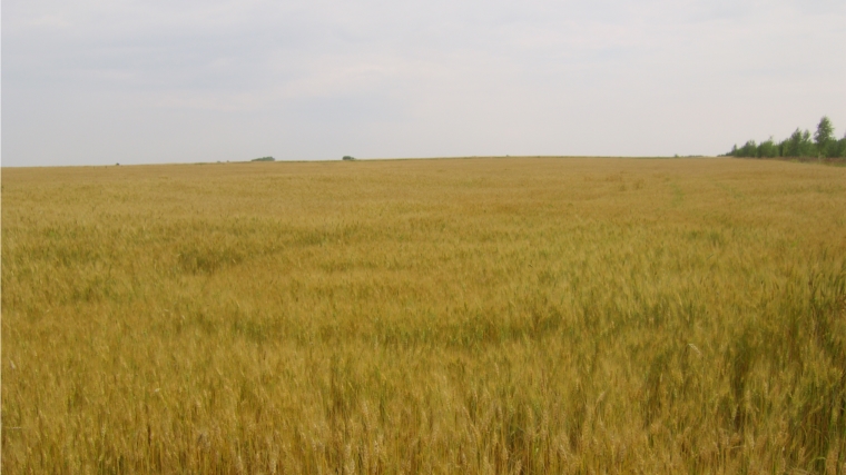 Проведена проверка целевого использования сельхозземель в Красноармейском районе