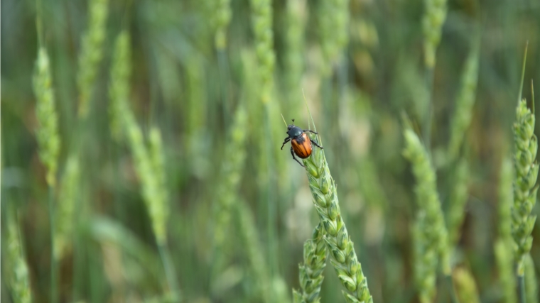 Вниманию сельхозтоваропроизводителей. Хлебные жуки – опасность для зерновых культур