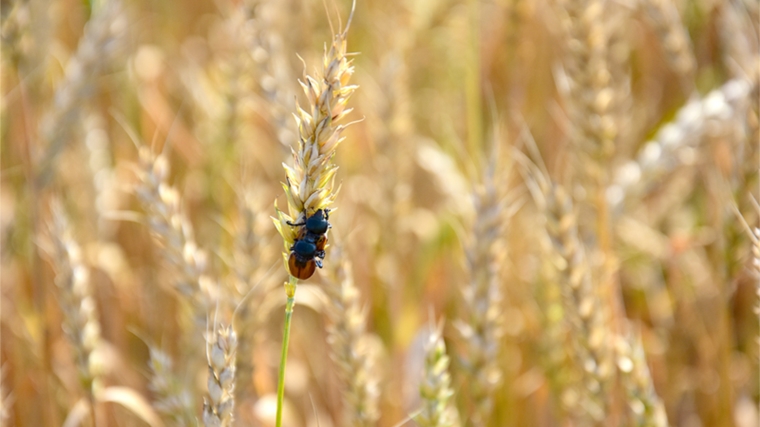 Вниманию сельхозтоваропроизводителей! Хлебные жуки – опасность для зерновых культур