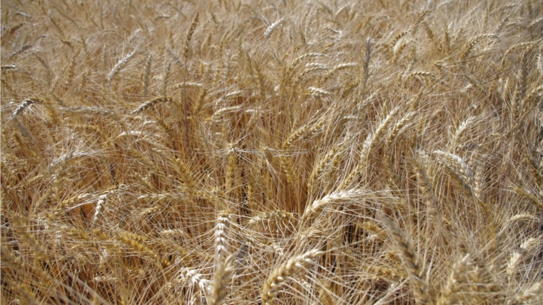 В хозяйствах республики скошено 19,9 тыс. га зерновых и зернобобовых культур