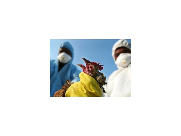 В Чувашии обнаружен птичий грипп