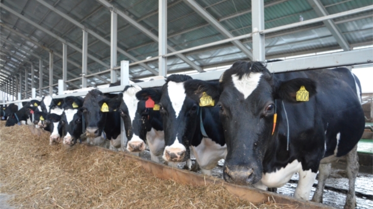 За январь-июль 2018 года в отрасли животноводства Вурнарского района наблюдается положительная динамика