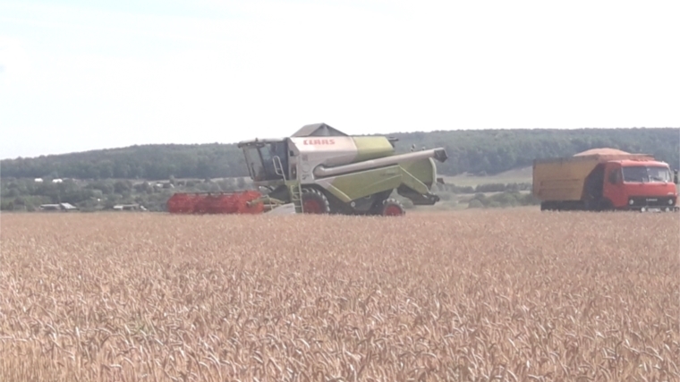 В Чувашской Республике намолочено 431,8 тыс. тонн зерна