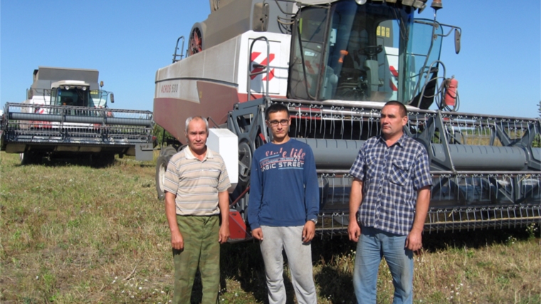 В Ибресинском районе уборка зерновых культур достигла до 78,5 %