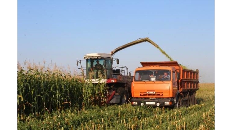 В хозяйствах республики убрано более тысячи гектаров кукурузы на корм