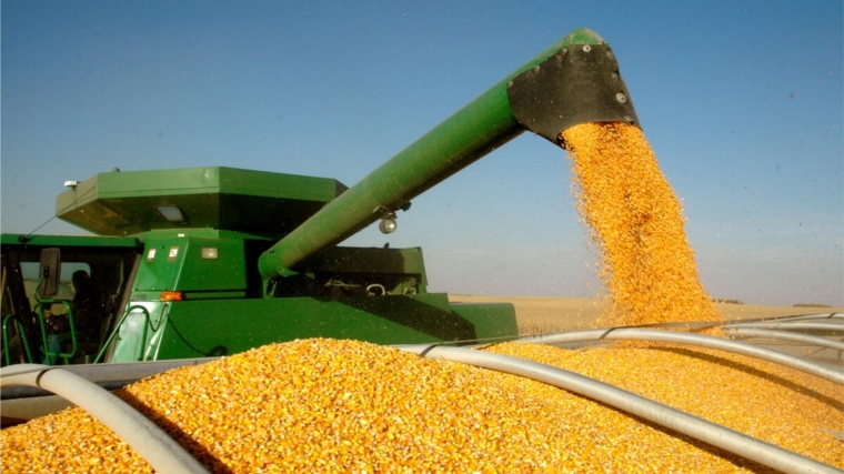 В Яльчикском районе приступили к уборке кукурузы на зерно