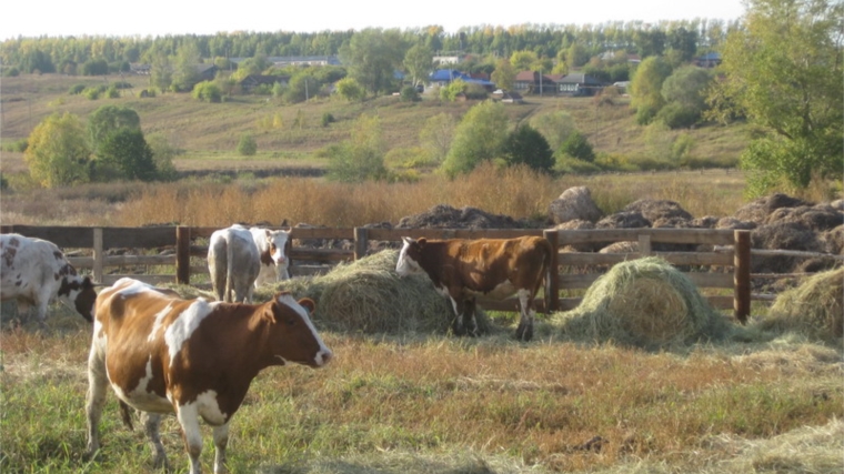В сельхозпредприятиях Порецкого района ведется работа по оздоровлению молочного стада