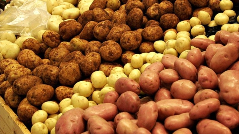 Ярмарка «Дары осени-2018»: в Калининском районе реализовано более 43 тонн картофеля