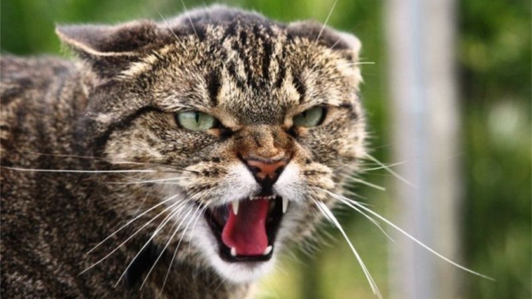 На территории Чувашской Республике зарегистрирован случай заболевания кошки бешенством
