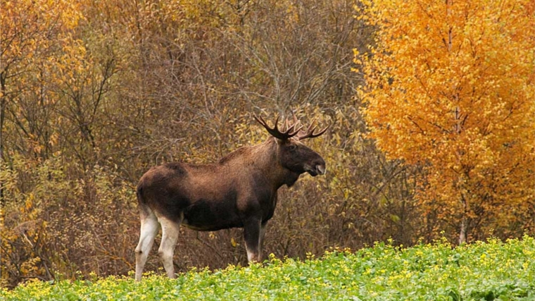 10 ноября открывается охота на лося в закрепленных охотничьих угодьях