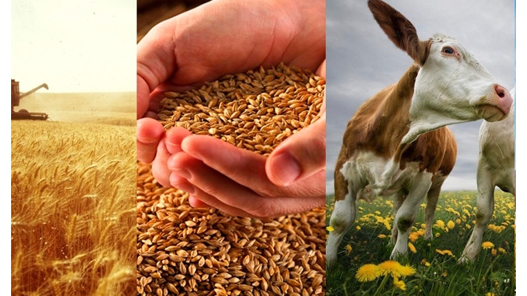 Закупаем продукцию сельхозтоваропроизводителей Чувашской Республики