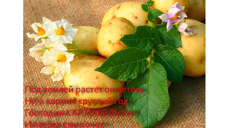 Приглашаем на районный фестиваль картошки «Ах, улмаçăм-çĕрулми!» /«Картофельный разгуляй»