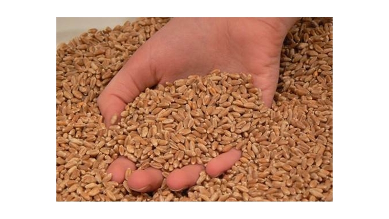 В хозяйствах республики продолжается подготовка семян яровых зерновых и зернобобовых культур под урожай 2019 года