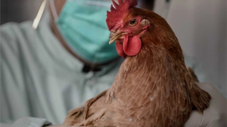 Меры по недопущению возникновения гриппа птиц обсуждены с птицеводами республики