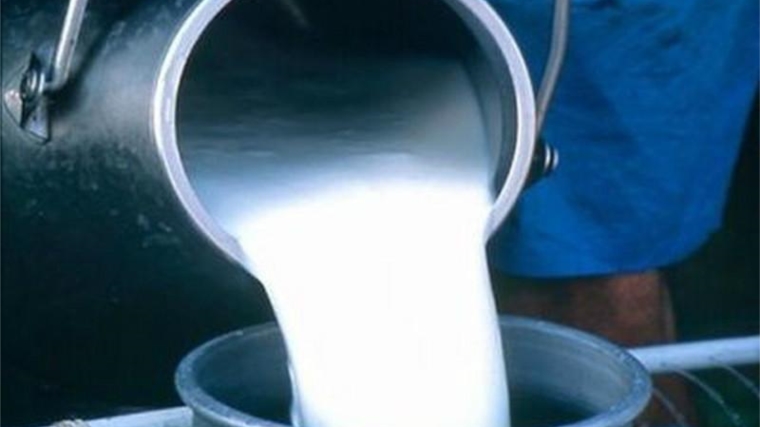 Закупочная цена на молоко от населения в республике выше уровня аналогичного периода 2018 года на 24,5 %