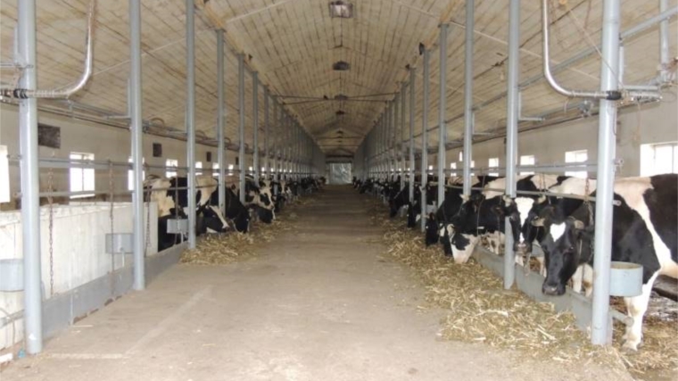 В СХПК «Коминтерн» Красночетайского района состоится открытие доильного-молочного блока