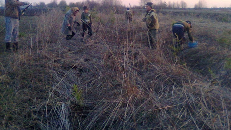 Активисты деревни Луговая посадили более 1000 штук саженцев ели