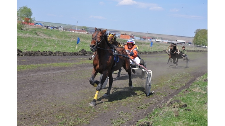 9 мая в Батыревском районе пройдут соревнования по бегам рысистых лошадей