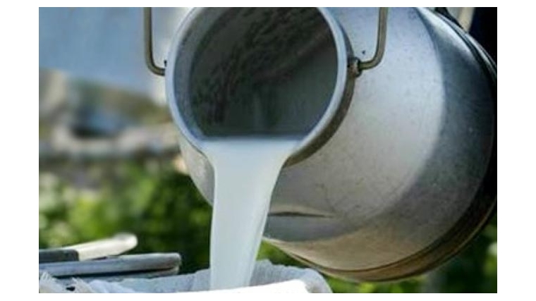 Закупочные цены на коровье молоко в Большеяушском сельском поселении повысились