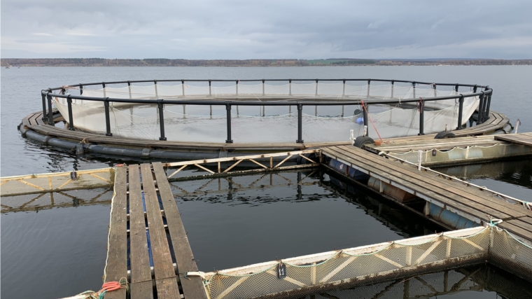 КУ "Чувашупрдор": выпуск молоди стерляди в Куйбышевское водохранилище