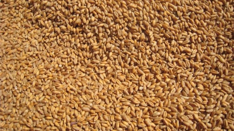 Качество семян зерновых и зернобобовых культур по состоянию на 19 ноября 2019 года в сельскохозяйственных организациях и крестьянских (фермерских) хозяйствах республики
