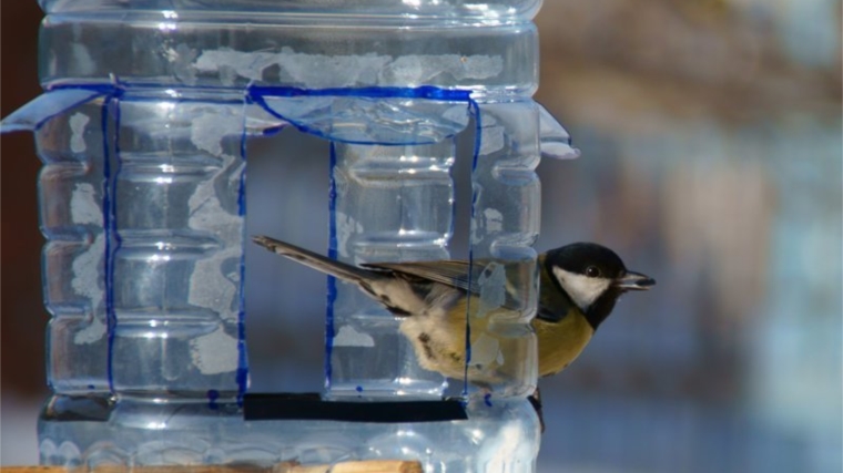 Экологический час «Покормите птиц зимой»