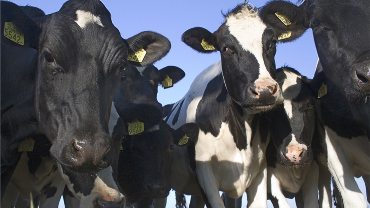 В 2019 году продуктивность коров в сельскохозяйственных организациях Чувашии повысилась на 17,6%