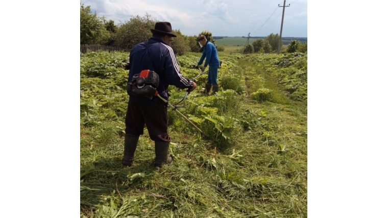На территории Мочарского сельского поселения идет борьба с борщевиком