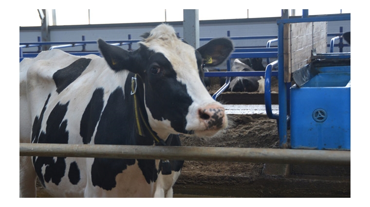 Собственники дойных коров в Чувашии получат субсидии из республиканского бюджета