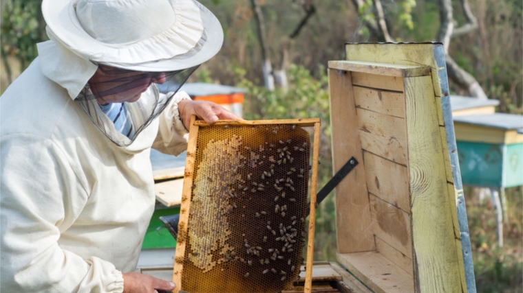 Законопроект о пчеловодстве внесен в Госдуму