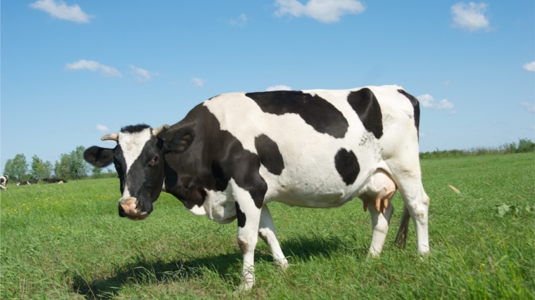 В Чувашии собственники дойных коров получат субсидии из бюджета