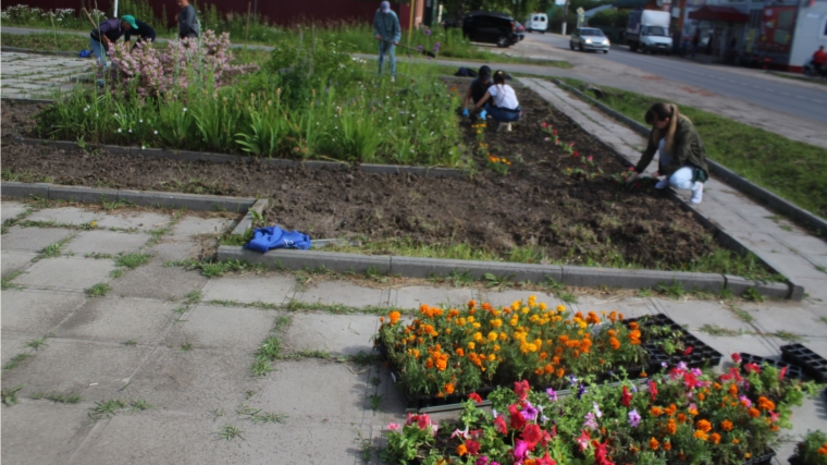 В Вурнарском городском поселении завершили высадку цветочной рассады.
