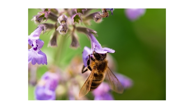 Минсельхоз разрабатывает новые ветеринарные правила по содержанию пчел