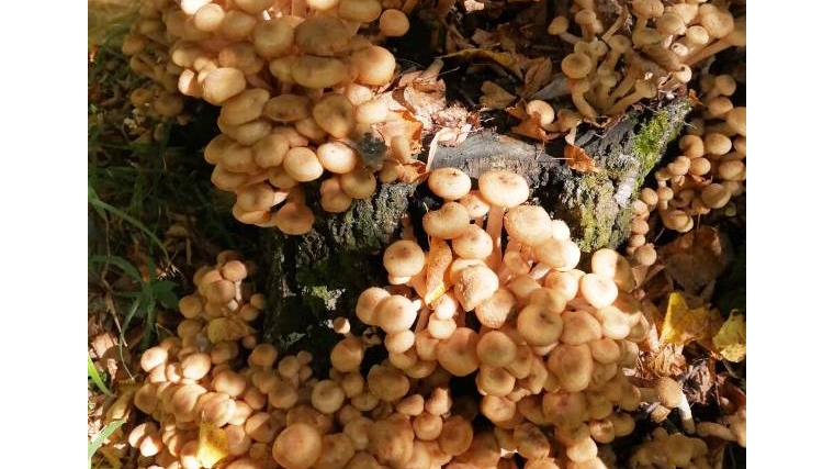В объективе – грибы