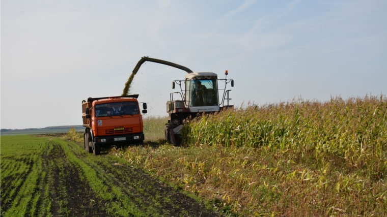 В СХПК "Янгорчино" убирают кукурузу