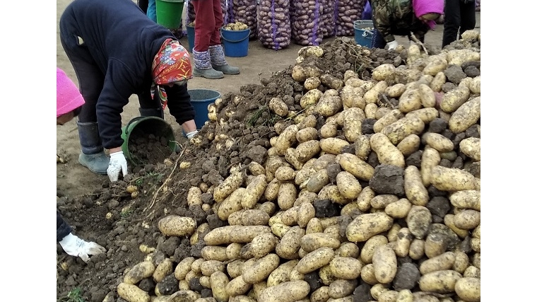В КФХ " Арманов В.К." продолжается уборка картофеля