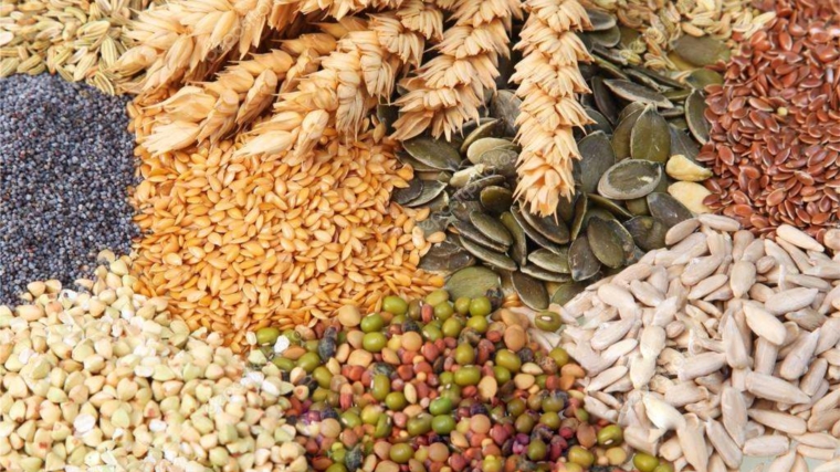 В сельскохозяйственных организациях республики семена яровых зерновых и зернобобовых культур засыпаны в объеме 96% от потребности