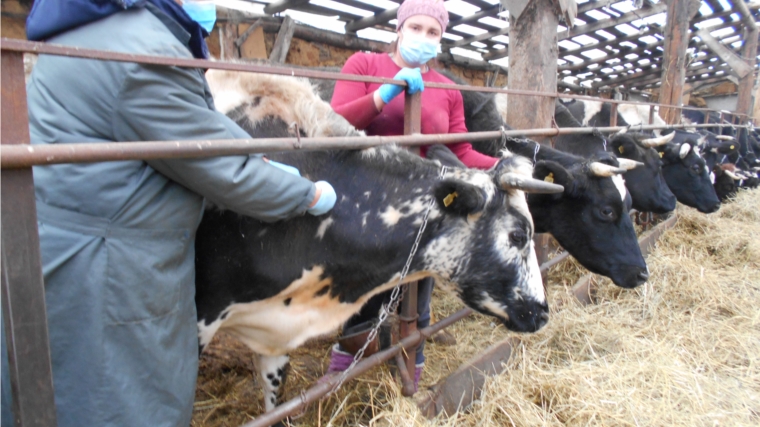 Профилактика гиподерматоза крупного рогатого скота на Ачакасинском ветеринарном участке