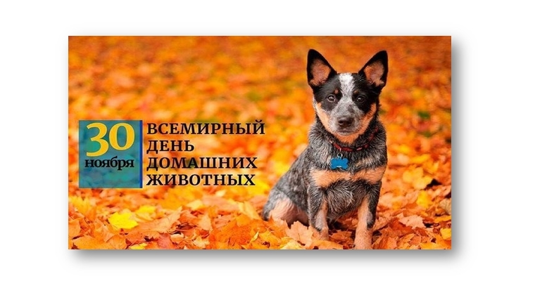 30 ноября – Всемирный день домашних животных