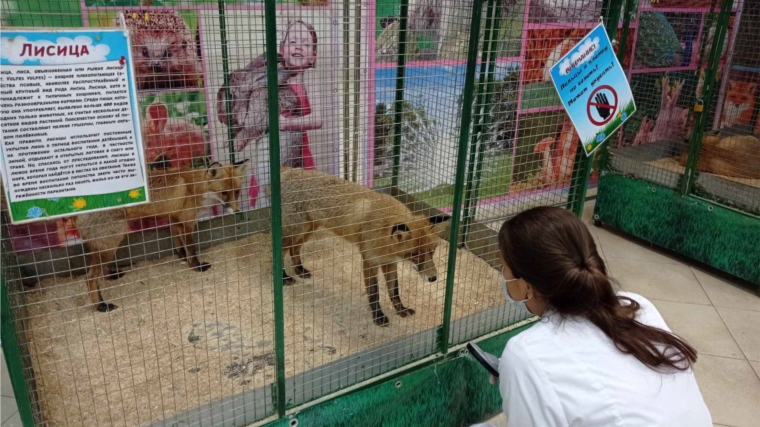 Животные выставки экзотических животных под контролем ветеринарных специалистов.