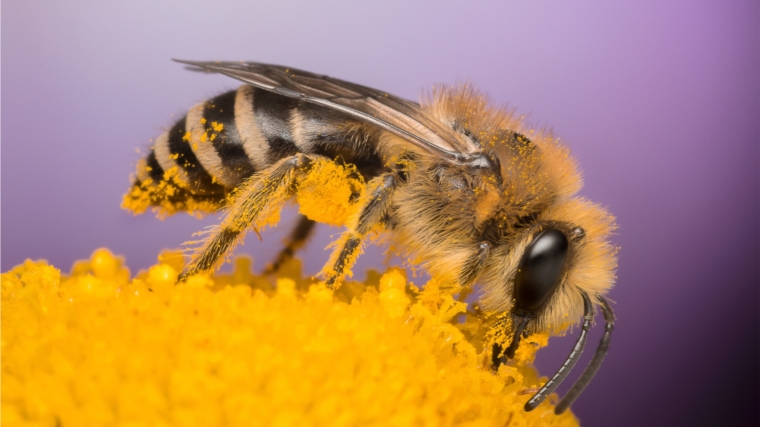 Закон о развитии пчеловодства принят Госдумой