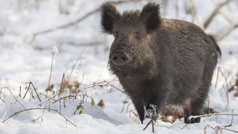 На территории Чувашской Республики отменен карантин по африканской чуме свиней
