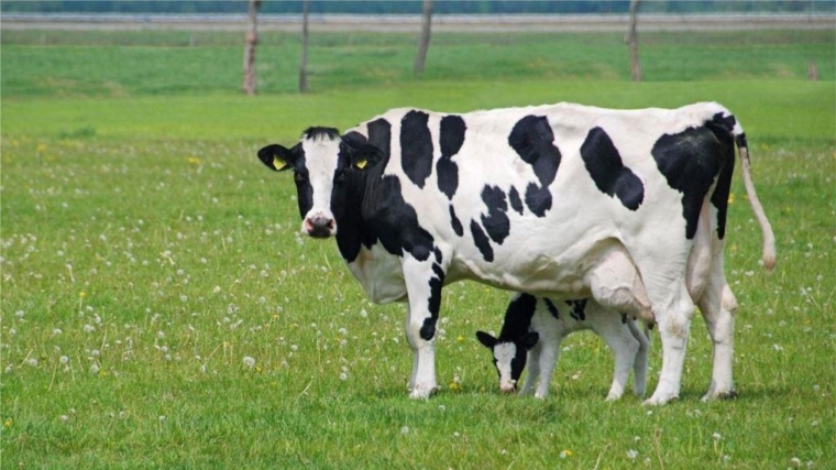 Преимущества искусственного осеменения коров и телок