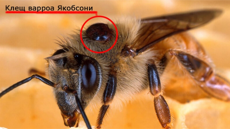 Профилактика варроатоза пчел