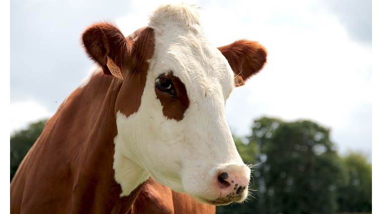 Методы самостоятельного определения стельности коров