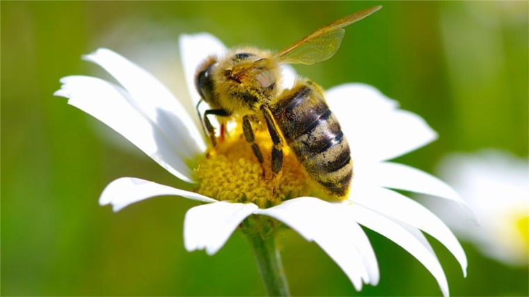 С 29 июня 2021 года начнет действовать Федеральный Закон № 490-ФЗ «О пчеловодстве в Российской Федерации»