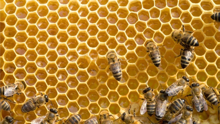 На заметку пчеловодам и сельхозтоваропроизводителям
