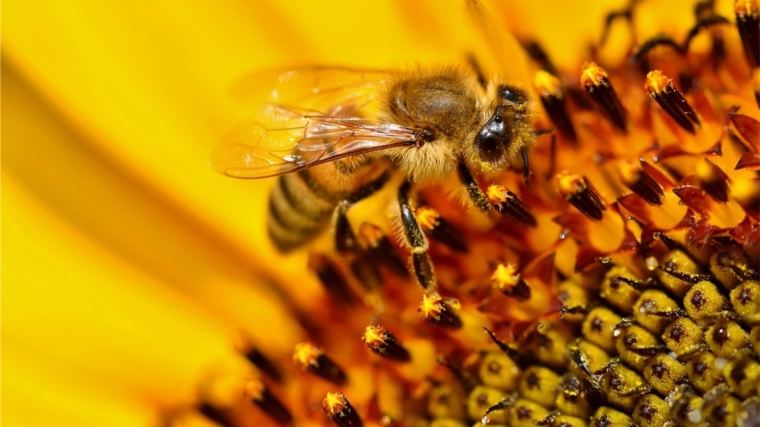 Правительство Чувашии поддержало проект закона о пчеловодстве